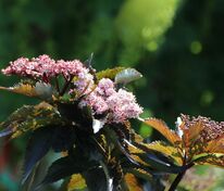 Бузина чёрная Блэк Тауэр (Sambucus nigra 'Black Tower')