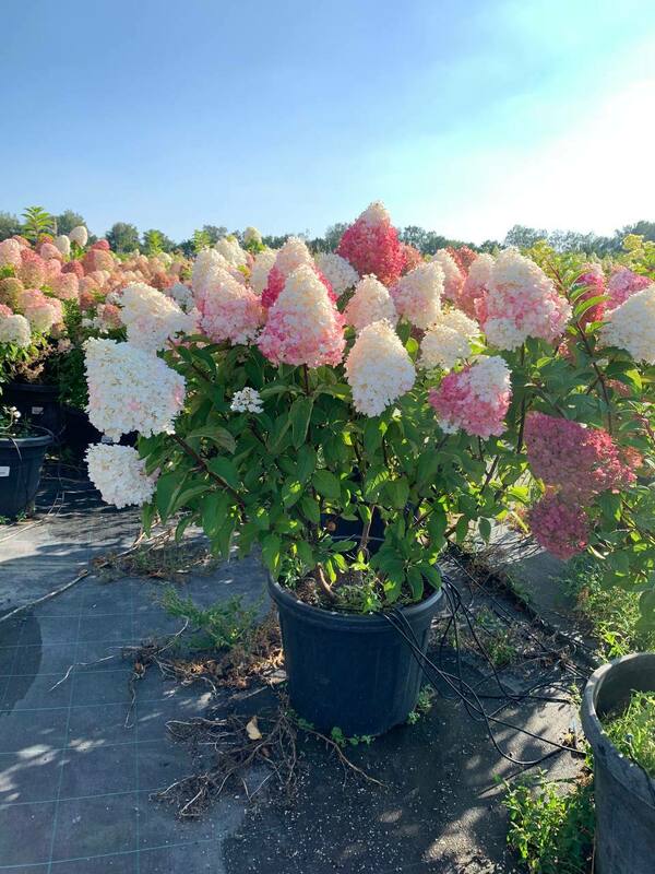 Гортензия метельчатая Шуга Раш (Hydrangea paniculata 'Sugar Rush')