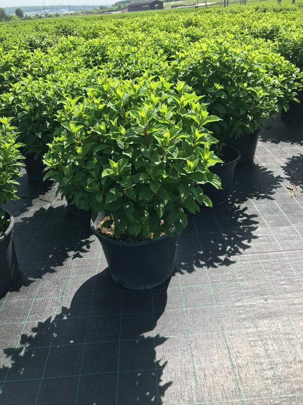 Гортензия метельчатая Шуга Раш (Hydrangea paniculata 'Sugar Rush')