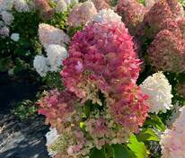 Гортензия метельчатая Шуга Раш (Hydrangea paniculata 'Sugar Rush')