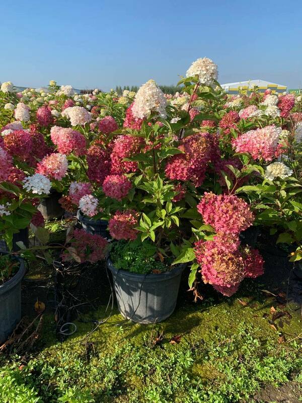 Гортензия метельчатая Распберри Пинк (Hydrangea paniculata 'Raspberry Pink')