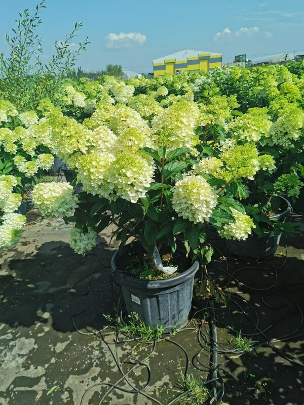 Гортензия метельчатая Распберри Пинк (Hydrangea paniculata 'Raspberry Pink')