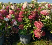 Гортензия метельчатая Распберри Пинк (Hydrangea paniculata 'Raspberry Pink')