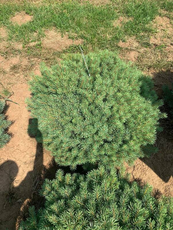 Сосна обыкновенная Аргентеа Компакта (Pinus sylvestris 'Argentea Compacta')