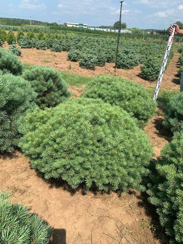 Сосна обыкновенная Аргентеа Компакта (Pinus sylvestris 'Argentea Compacta')