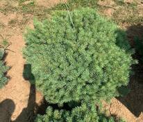 Сосна обыкновенная Аргентеа Компакта (Pinus sylvestris 'Argentea Compacta')