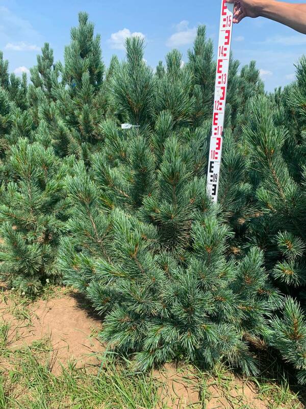Сосна кедровая европейская Глаука (Pinus cembra 'Glauca')