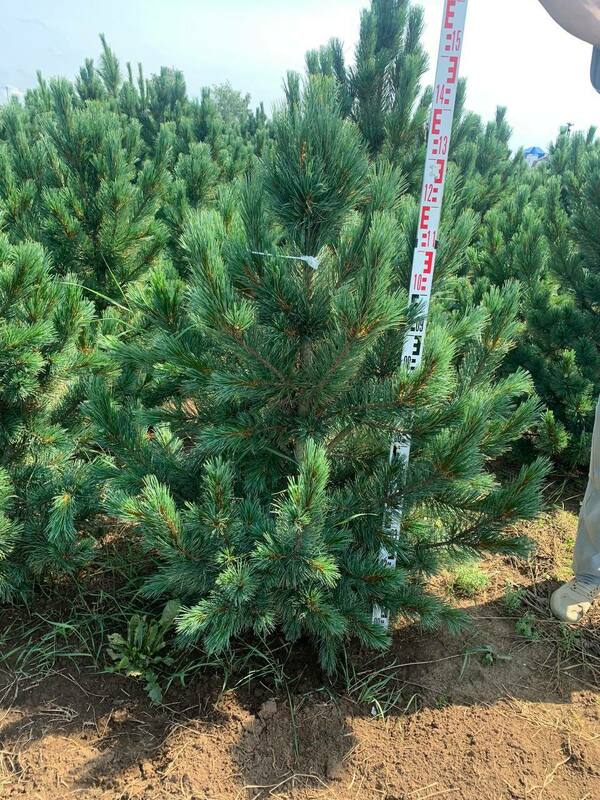 Сосна кедровая европейская Глаука (Pinus cembra 'Glauca')