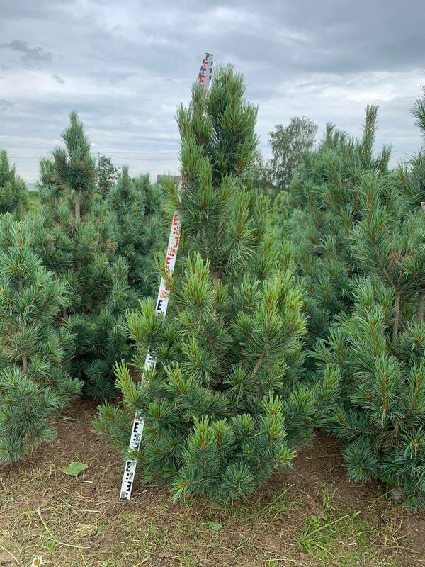 Сосна кедровая европейская Глаука (Pinus cembra 'Glauca')
