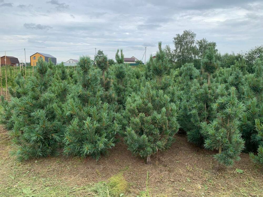 Сосна кедровая европейская Глаука (Pinus cembra 'Glauca')