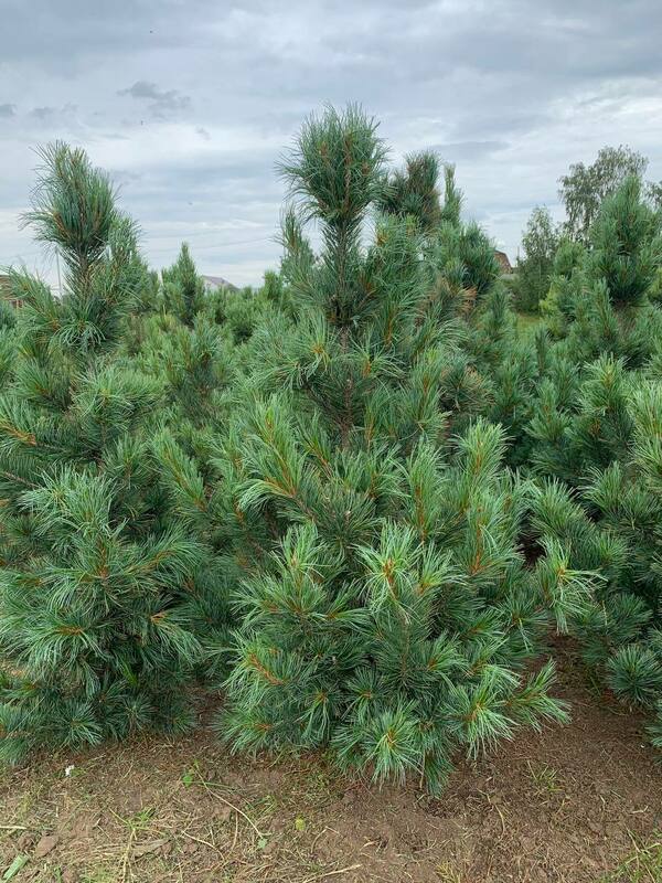 Сосна кедровая европейская Глаука (Pinus cembra 'Glauca')