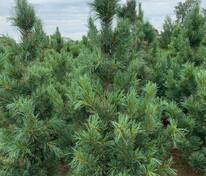 Сосна кедровая европейская Глаука (Pinus cembra 'Glauca')