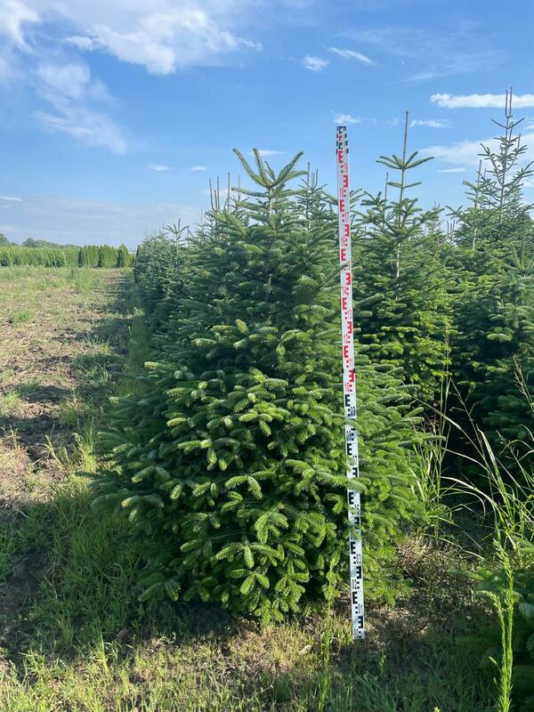 Пихта Нордмана Рождественская (Abies nordmanniana) (срез)