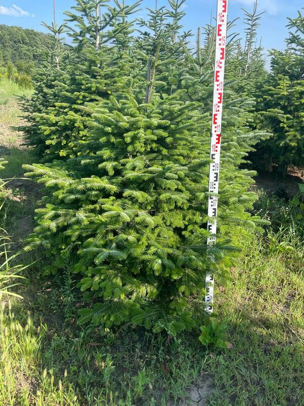 Пихта Нордмана Рождественская (Abies nordmanniana) (срез)