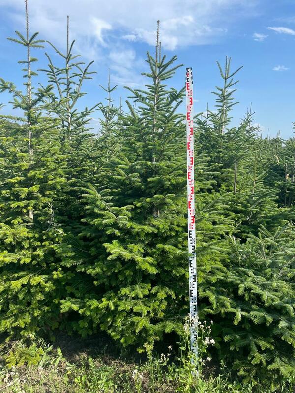 Пихта Нордмана Рождественская (Abies nordmanniana) (срез)