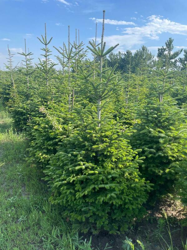 Пихта Нордмана Рождественская (Abies nordmanniana) (срез)