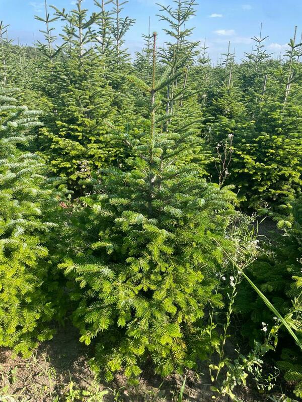 Пихта Нордмана Рождественская (Abies nordmanniana) (срез)