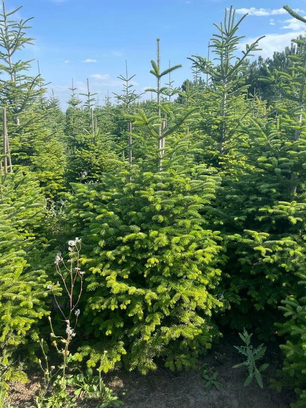 Пихта Нордмана Рождественская (Abies nordmanniana) (срез)