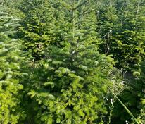 Пихта Нордмана Рождественская (Abies nordmanniana) (срез)