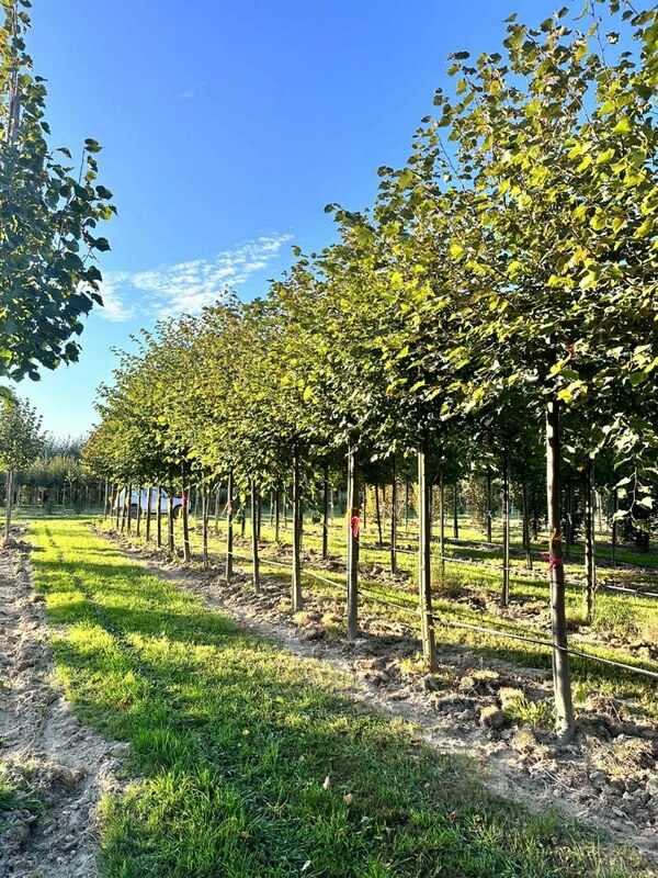 Липа европейская (Tilia x europaea)
