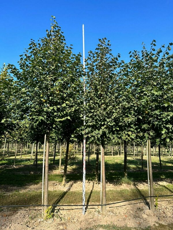 Липа европейская (Tilia x europaea)