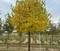 Липа европейская (Tilia x europaea)