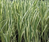 Аир болотный полосатый (Acorus calamus 'Variegatus')