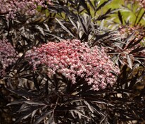 Бузина чёрная Блэк Лэйс (Sambucus nigra 'Black Lace')