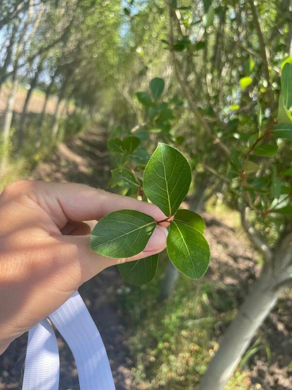 Тополь лавролистный (Populus laurifolia)