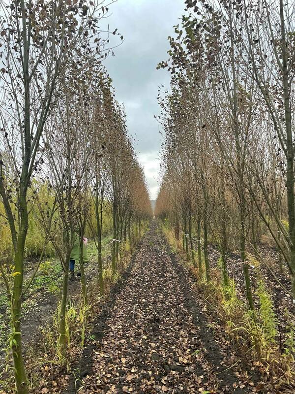 Тополь лавролистный (Populus laurifolia)