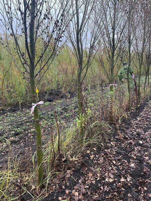 Тополь лавролистный (Populus laurifolia)