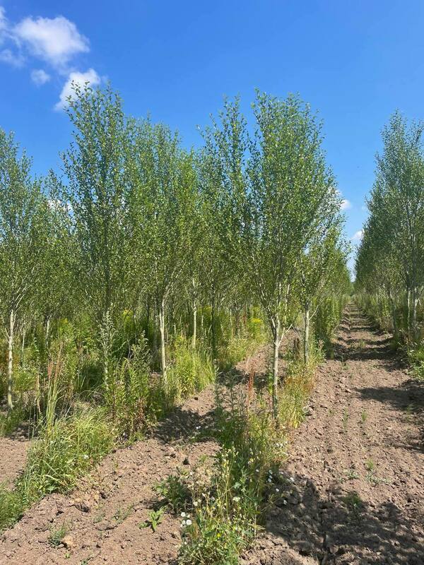 Тополь лавролистный (Populus laurifolia)