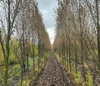 Тополь лавролистный (Populus laurifolia)