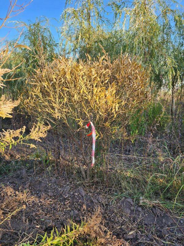 Ива ломкая Буллата (Salix fragilis 'Bullata') ф. зонт