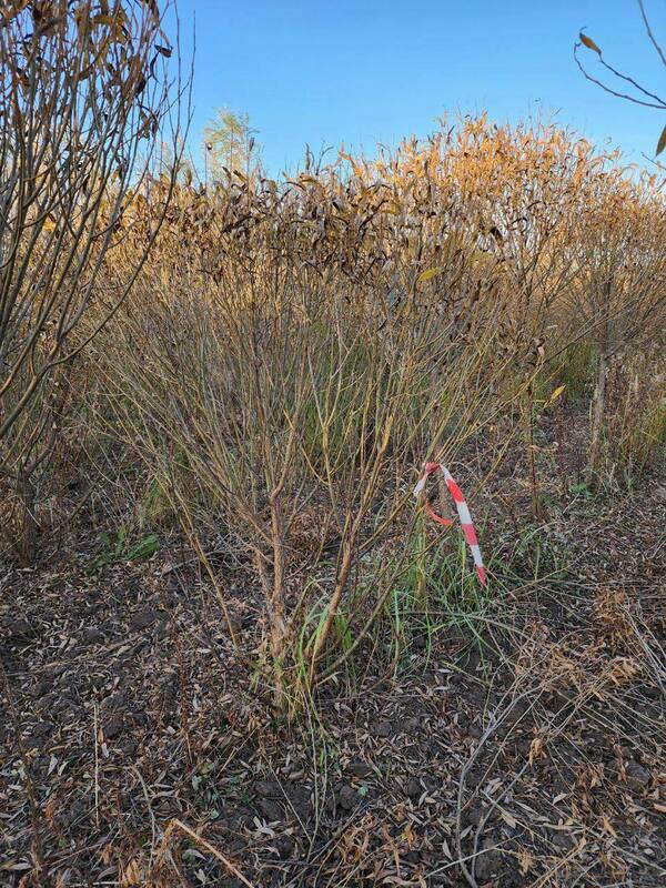 Ива ломкая Буллата (Salix fragilis 'Bullata') ф. зонт
