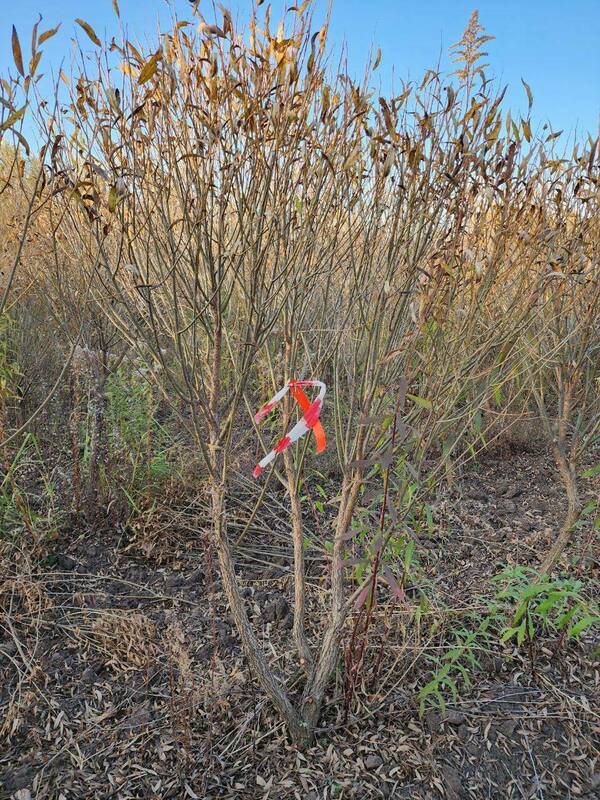 Ива ломкая Буллата (Salix fragilis 'Bullata') ф. зонт