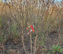 Ива ломкая Буллата (Salix fragilis 'Bullata') ф. зонт