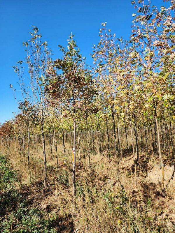 Рябина кашмирская (Sorbus cashmiriana)