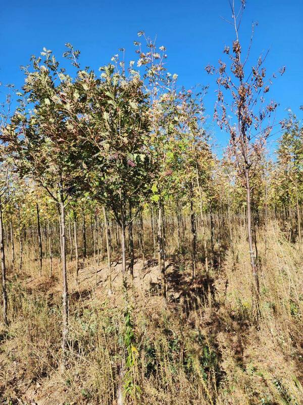 Рябина кашмирская (Sorbus cashmiriana)