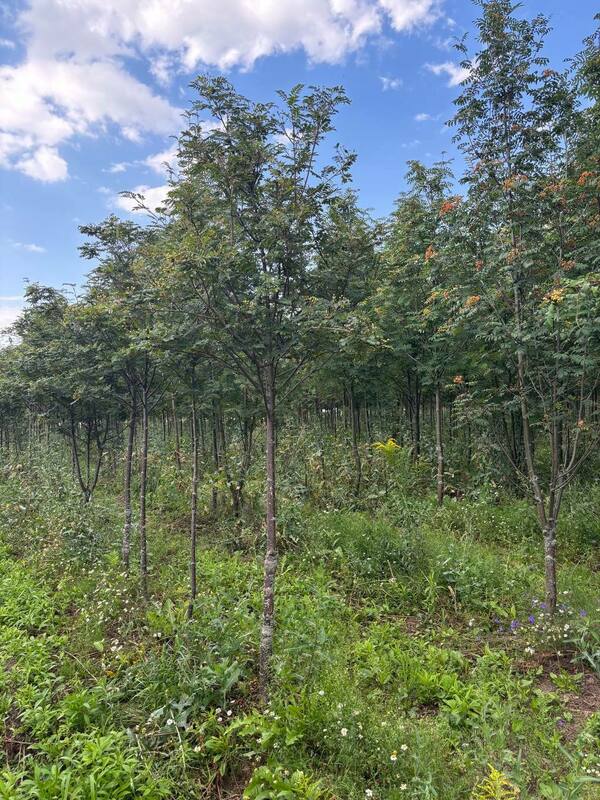 Рябина кашмирская (Sorbus cashmiriana)