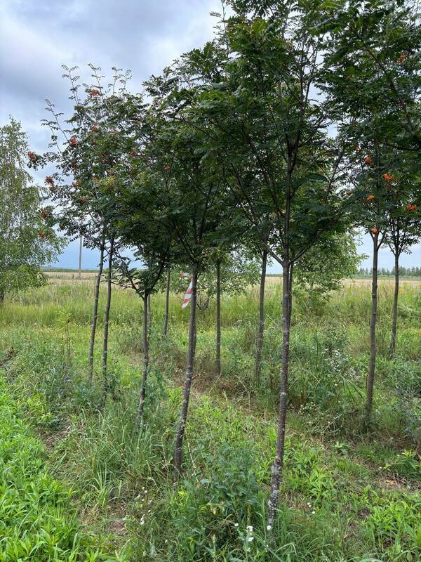 Рябина кашмирская (Sorbus cashmiriana)