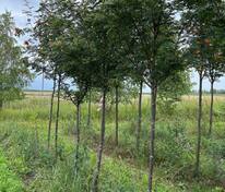 Рябина кашмирская (Sorbus cashmiriana)