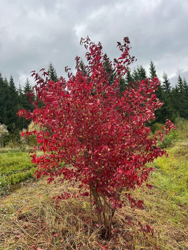 Клен Гиннала (Acer ginnala) Extra (Экстра) ф. зонт