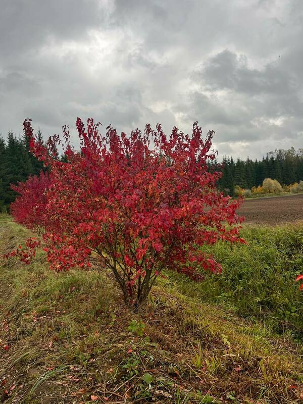 Клен Гиннала (Acer ginnala) Extra (Экстра) ф. зонт