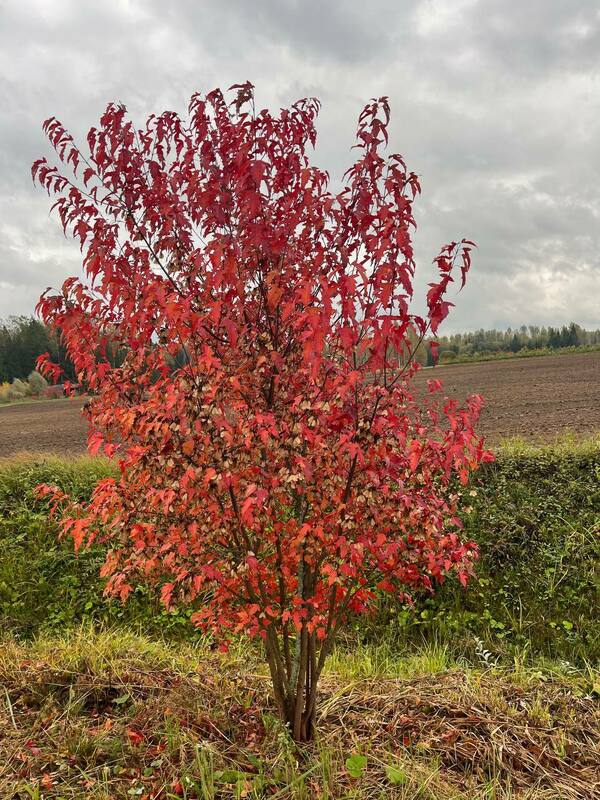 Клен Гиннала (Acer ginnala) Extra (Экстра) ф. зонт