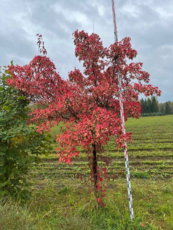 Клен Гиннала (Acer ginnala) Extra (Экстра) ф. зонт