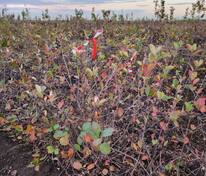 Арония черноплодная (Aronia melanocarpa)
