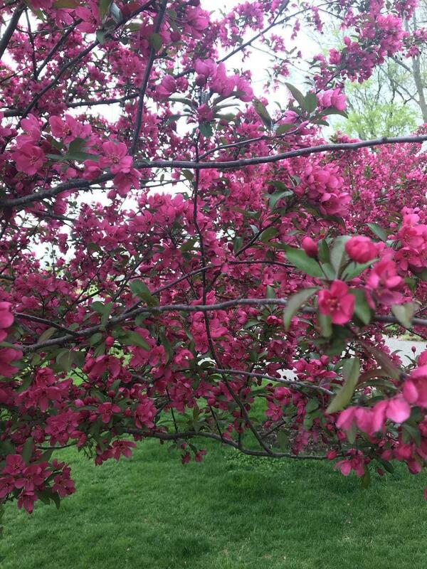 Яблоня декоративная Прейри Файер (Malus 'Prairie Fire')