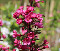 Яблоня декоративная Прейри Файер (Malus 'Prairie Fire')