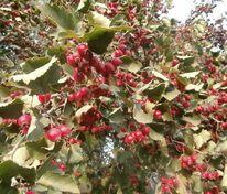 Боярышник гибридный (Crataegus x hybrida)